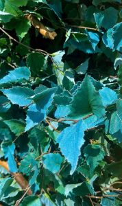 Outdoor plants