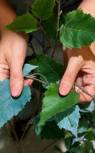 Outdoor plants